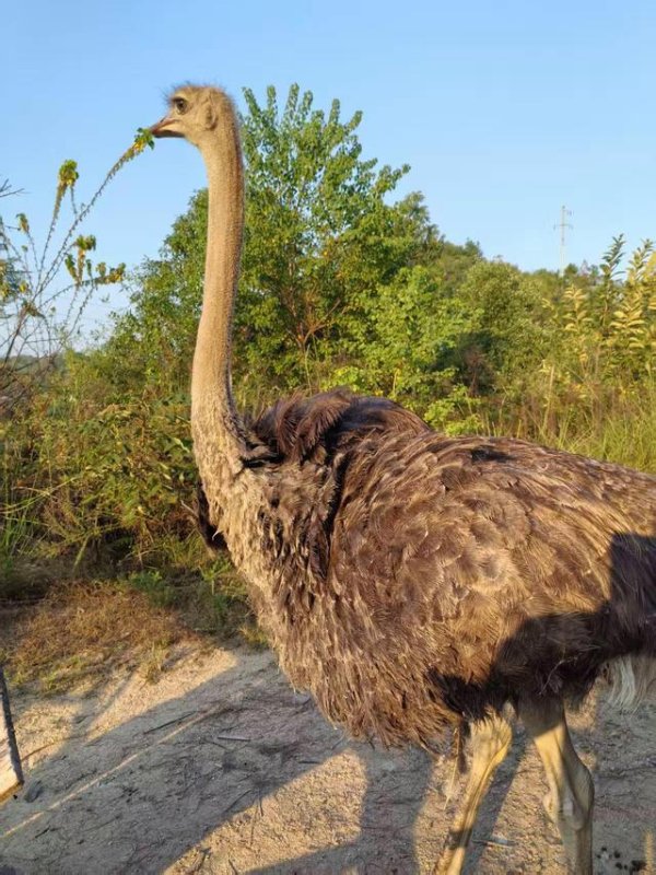 中博证券 2米高200斤！长沙女子网购鸵鸟幼崽养成巨型萌宠，最新回应：希望更好地养活它